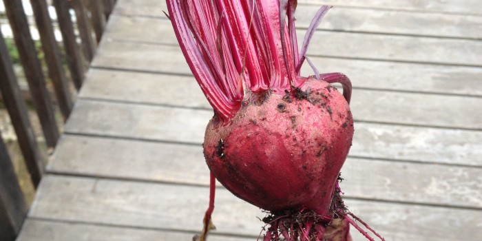 beet