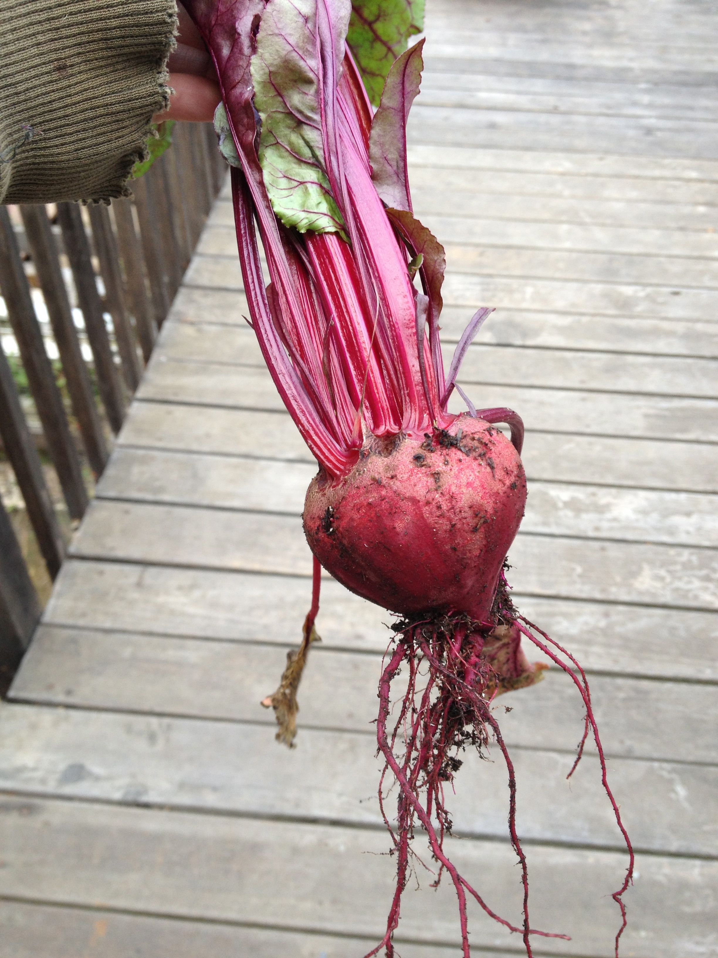 beet